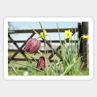 Snakesheads and Daffodils Sticker